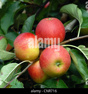 Apple (Malus domestica), le cultivar 'Elstar' Banque D'Images