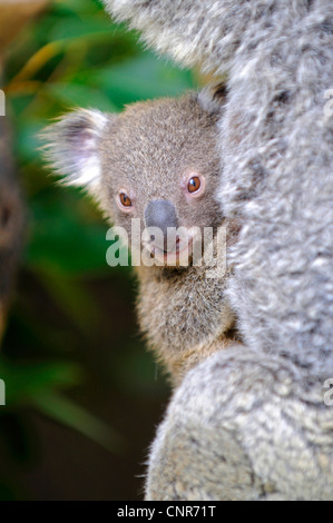 Koala, Le Koala (Phascolarctos cinereus), pup à la poche de sa mère, de l'Australie Banque D'Images