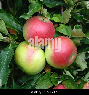 Pommier (Malus domestica), le cultivar 'Idared' Banque D'Images