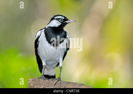 Lark magpie (Grallina cyanoleuca), sur la branche, de l'Australie, Queensland Banque D'Images