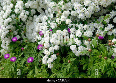 Hybride, spirée (Spiraea x vanhouttei, Spiraea vanhouttei), blooming Banque D'Images