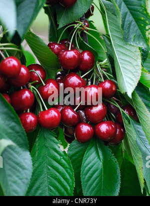 De cerise sauvage, cerise, gean, le merisier (Prunus avium), le cultivar 'Sunburst' Banque D'Images