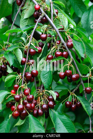 De cerise sauvage, cerise, gean, le merisier (Prunus avium), le cultivar 'Valeska' Banque D'Images