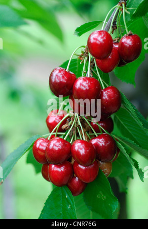 De cerise sauvage, cerise, gean, le merisier (Prunus avium), le cultivar 'Cainiola» Banque D'Images