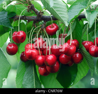 De cerise sauvage, cerise, gean, le merisier (Prunus avium), le cultivar 'Hudson' Banque D'Images