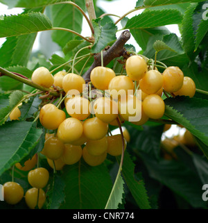 De cerise sauvage, cerise, gean, le merisier (Prunus avium), le cultivar 'Gold' Banque D'Images