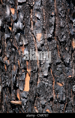 Close-up of a récemment brûlé arbre Longleaf pine Pinus palustris Forest Forêt nationale d'Apalachicola Floride USA Banque D'Images