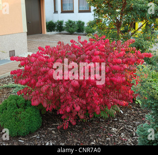 Burning Bush ailé,wahoo, ailé Euonymus, winged spindle-tree (Euonymus alata, Euonymus alatus), le cultivar 'Compactus' Banque D'Images