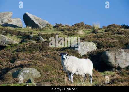 Vie sauvage moutons broutent le Peak District Moorland en été, Higger Tor, Derbyshire, Dark Peak, Peak District, UK Banque D'Images