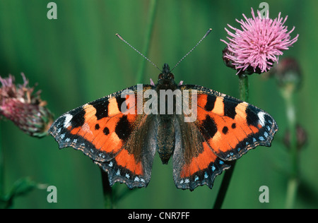 Petite écaille (Aglais urticae), assis sur un chardon, Allemagne Banque D'Images