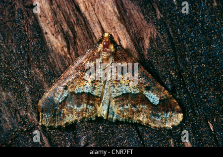 Agriopis aurantiaria Umber (rares), assis à une alar, Allemagne Banque D'Images