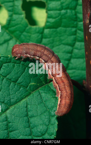 Brown-spot Satellite (Agrochola litura), Caterpillar se nourrissant d'une feuille Banque D'Images