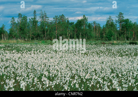 (Eriophorum linaigrette de spec.), de carex à la toundra scandinave Banque D'Images