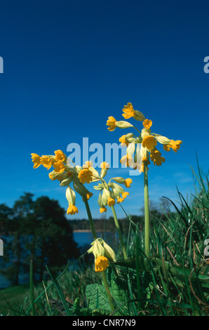 (Primrose Primula veris coucou bleu), la floraison en face de ciel bleu Banque D'Images