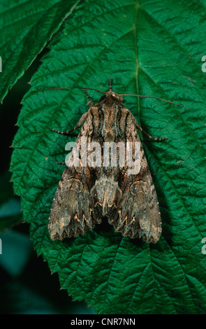 The arches (Apamea monoglypha), assis sur une feuille, Allemagne Banque D'Images