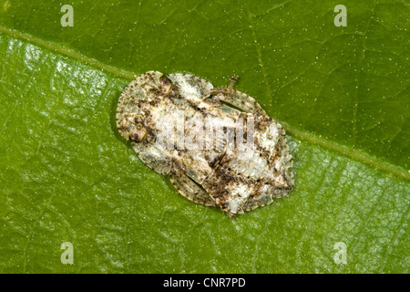 Cigale de l'oreille (Ledra aurita), chenille sur une feuille, l'Allemagne, la Bavière Banque D'Images