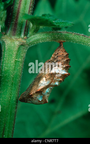 Papillon Araschnia levana (carte), pupe suspendu à un pétiole, Allemagne Banque D'Images