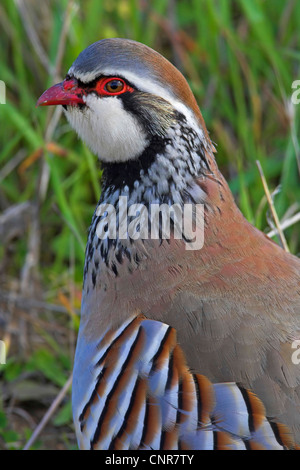 Red-legged partridge (Alectoris rufa), portrait, Europe Banque D'Images