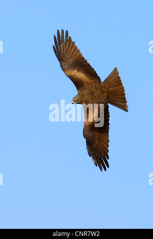 Milan noir, jaune-billed kite (Milvus migrans), voler, Europe Banque D'Images