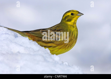 Yellowhammer (Emberiza citrinella), sitting in snow, Europe Banque D'Images