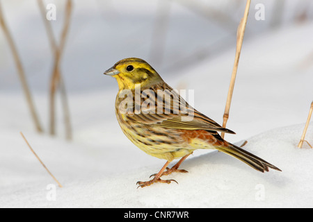 Yellowhammer (Emberiza citrinella), sitting in snow, Allemagne, Rhénanie-Palatinat Banque D'Images