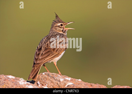 (Galerida cristata crested lark), chant, Europe Banque D'Images