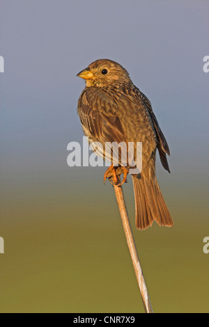 Bruant proyer (Emberiza calandra, Miliaria calandra), assis, de l'Europe Banque D'Images