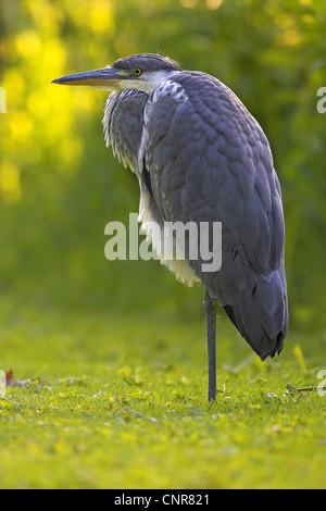 Héron cendré (Ardea cinerea), en appui sur une jambe sur un pré, l'Europe Banque D'Images