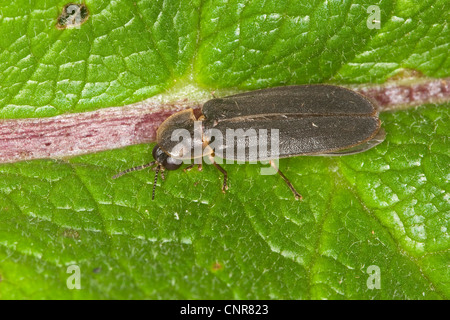 Grand européen ver luisant beetle Lampyris noctiluca, homme assis sur une feuille, Allemagne Banque D'Images