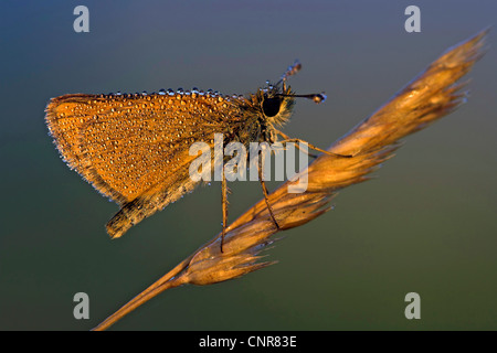 Grand skipper (Ochlodes venatus, Ochlodes venata, Ochlodes sylvanus), couverte de rosée, Allemagne Banque D'Images