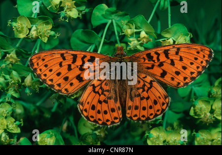 Petite perle-bordé fritillary (Clossiana selene, Boloria selene), vue du dessus, ailes déployées, Allemagne Banque D'Images