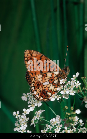 Petit heath (Coenonympha pamphilus), vue latérale, dessous, Allemagne Banque D'Images