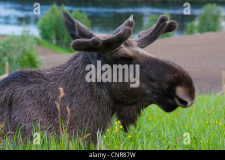 L'orignal, l'élan (Alces alces), homme, portrait sur pré, Suède Banque D'Images