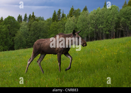 L'orignal, l'élan (Alces alces), femme en face de forêt à l'atmosphère orageuse, Suède Banque D'Images