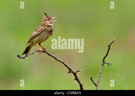 (Galerida cristata crested lark), chant, Europe Banque D'Images