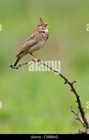 (Galerida cristata crested lark), chant, Europe Banque D'Images