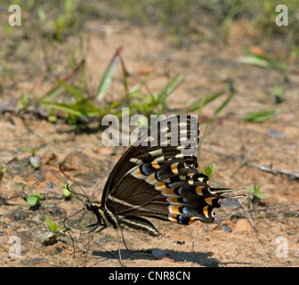 E. black swallowtail Butterfly ( Papilio polyxenes ), de boue-mares, SE USA Banque D'Images
