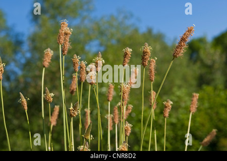 Plantain Buckhorn, anglais, plantain plantain lancéole, rib de l'herbe, l'herbe d'ondulation (Plantago lanceolata), inflorescences, Allemagne Banque D'Images