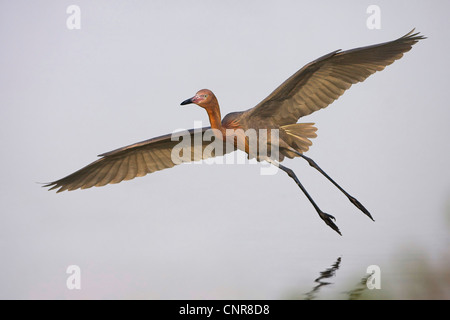 Aigrette garzette (Egretta rufescens rougeâtre), voler, USA, Floride, Everglades NP Banque D'Images