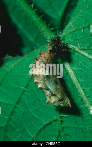 Papillon Araschnia levana (carte), Pupe Stade, Allemagne Banque D'Images