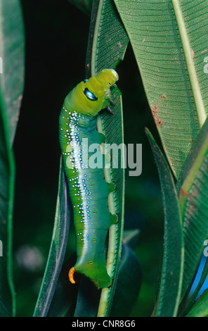 Daphnis nerii oleander (Sphynx), Caterpillar assis sur des feuilles de laurier-rose Banque D'Images