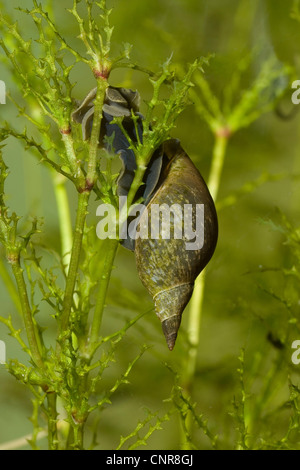 Grand Marais, pondsnail lymnaea (Lymnaea stagnalis), se nourrissant de Najas spec., Allemagne, Bavière, Staffelsee Banque D'Images