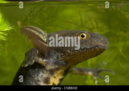 Triton crêté alpin, l'Italien warty newt (Triturus carniflex), larve à branchies, Allemagne, Bavière, Isental Banque D'Images