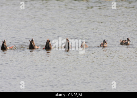 Le Canard colvert (Anas platyrhynchos), plusieurs sous-simulatneous Federsee, Allemagne, Banque D'Images