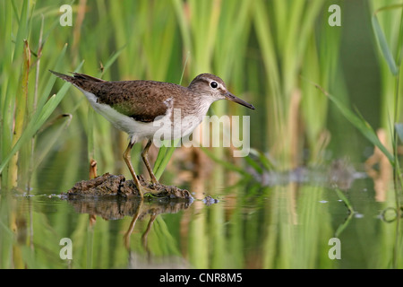 Chevalier grivelé commun (Tringa albifrons, Tringa solitaria), au plan d'eau, de l'Europe Banque D'Images