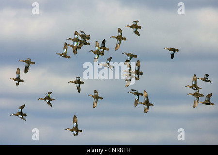 Les sarcelles à ailes bleues (Anas discors), flying flock, USA, Floride, le Parc National des Everglades Banque D'Images