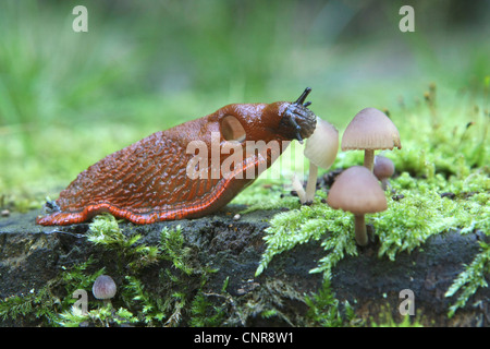 Grande Limace rouge, une plus grande limace rouge, chocolat (Arion Arion rufus), l'escargot de manger les champignons, Allemagne, Rhénanie du Nord-Westphalie Banque D'Images