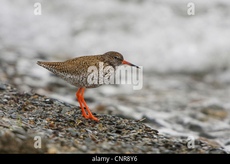 Chevalier gambette (Tringa totanus), au bord du lac, la Norvège, l'Knuthso Landschaftsschutzgebiet, Opdal Banque D'Images