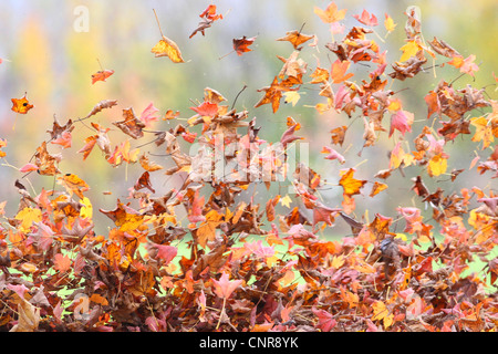 Awhirl feuilles, Allemagne, Rhénanie du Nord-Westphalie Banque D'Images