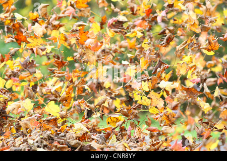 Awhirl feuilles, Allemagne, Rhénanie du Nord-Westphalie Banque D'Images